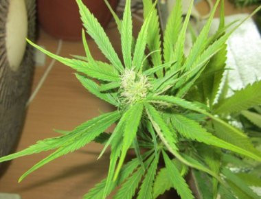 ΕΛ.ΑΣ.: Σύλληψη 32χρονου για κάνναβη στα Εξάρχεια